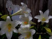 June Easter Lilies